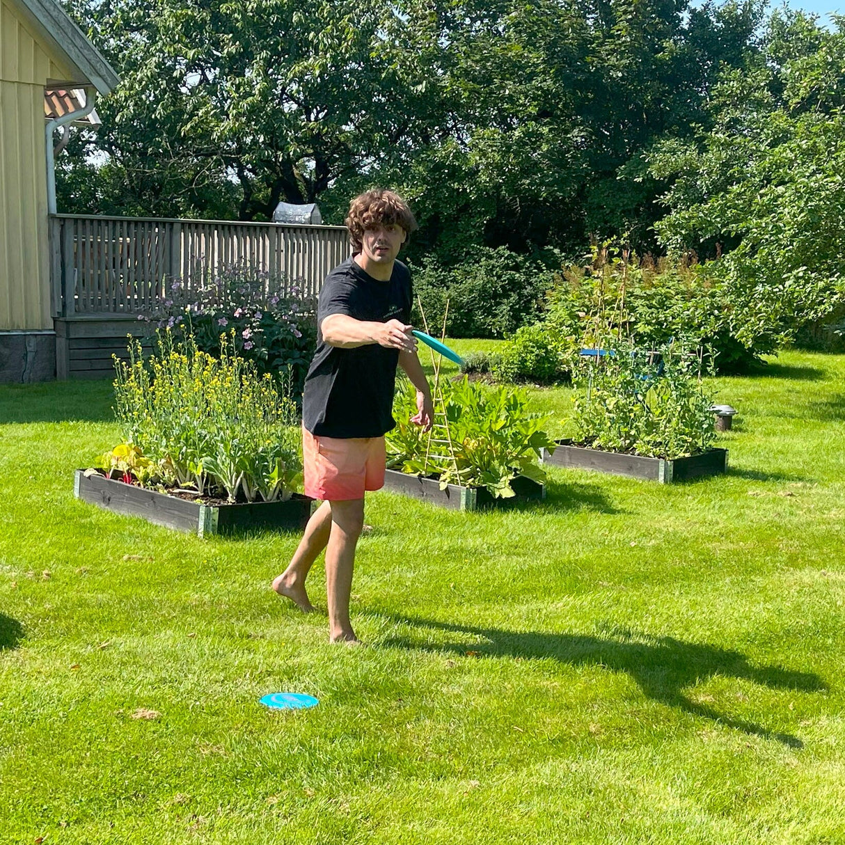 En man kastar en discgolf-frisbee barfota på en gräsmatta med pallkragar och trädgårdsland i bakgrunden. Fokus på kaströrelse